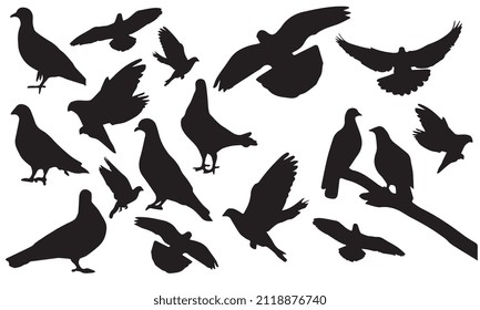 pigeon vector illustration design black and white collection