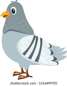pigeon vector illustration isolated background