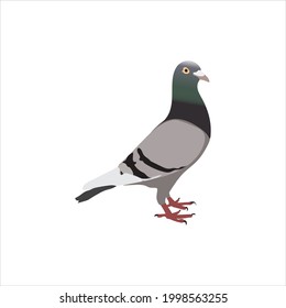 Pigeon vector illustration isolated on white background