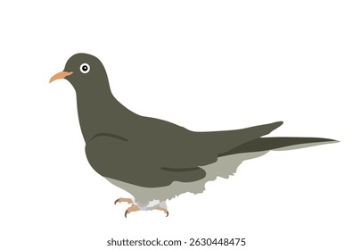 Pigeon vector illustration isolated on background. Cartoon dove bird symbol.