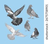 Pigeon, pigeon vector, pigeon illustration, line drawing on light blue background.