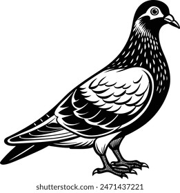 pigeon vector illustration on white background