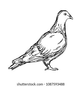 pigeon vector illustration sketch doodle hand drawn with black lines isolated on white background