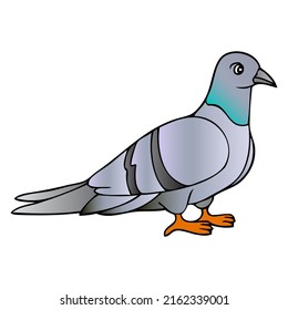 pigeon vector illustration,isolated on white background,top view