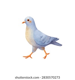 A pigeon walking on white background
