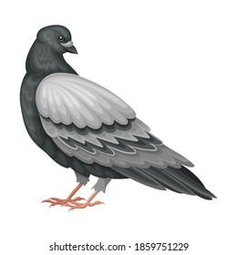 Pigeon as Warm-blooded Vertebrates or Aves Vector Illustration