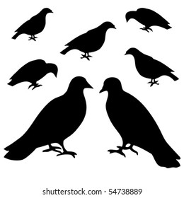 pigeons