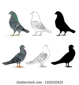 Pigeons Carriers  domestic breeds sports birds natural and outline and silhouette vintage  set two vector  animals illustration for design editable hand draw