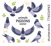 Pigeons collection. Vector illustration of gray cartoon pigeon in different poses. Isolated on white background.