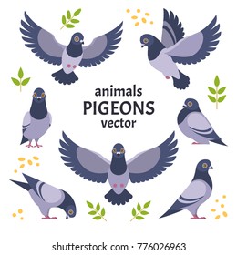 Pigeons collection. Vector illustration of gray cartoon pigeon in different poses. Isolated on white background.