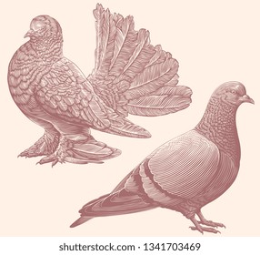 Pigeons. Design set. Hand drawn engraving. Editable vector vintage illustration. Isolated on light background. 8 EPS 