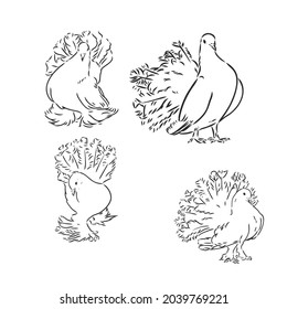 Pigeons. Design set. Hand drawn engraving. Editable vector vintage illustration. Isolated on light background. decorative pigeons vector sketch