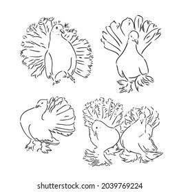 Pigeons. Design set. Hand drawn engraving. Editable vector vintage illustration. Isolated on light background. decorative pigeons vector sketch