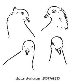Las palomas. Conjunto de diseño. Grabado a mano. Ilustración vectorial editable. Aislado sobre fondo claro. boceto vectorial de palomas decorativas