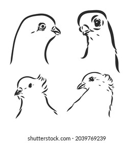 Pigeons. Design set. Hand drawn engraving. Editable vector vintage illustration. Isolated on light background. decorative pigeons vector sketch