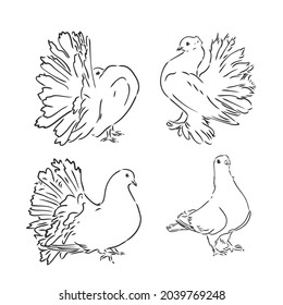 Pigeons. Design set. Hand drawn engraving. Editable vector vintage illustration. Isolated on light background. decorative pigeons vector sketch