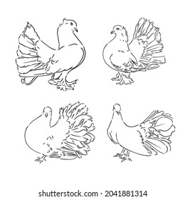 Pigeons. Design set. Hand drawn engraving. Editable vector vintage illustration. Isolated on light background. decorative pigeons vector sketch