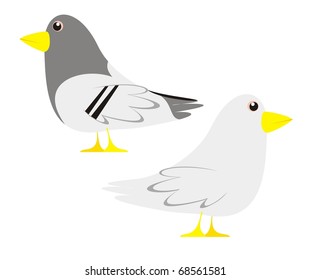 Pigeons - Farm animals color vector illustration isolated on white