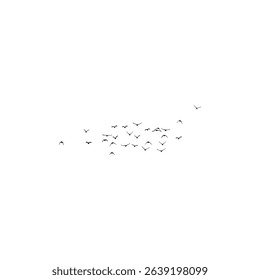 pigeons in flight isolated on white background.