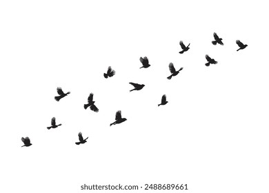 Pigeons flock flying formation silhouette