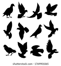 Pigeons flying, sitting, standing, going black silhouette icons set isolated on white. Doves, totem birds pictograms collection, logos. Symbol of love, peace vector elements for infographic, web.