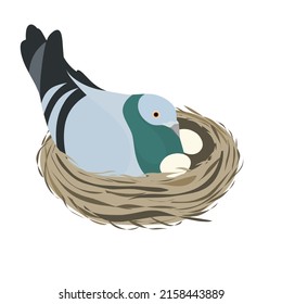 Pigeons incubate eggs in their nests made of grass and dry twigs. Vector illustration isolated on a white background.