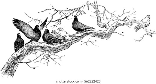 pigeons on the tree branch