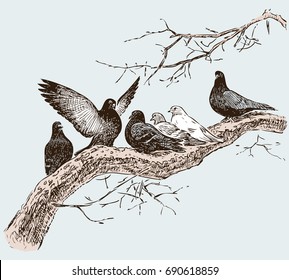 the pigeons on the tree branch in the spring day