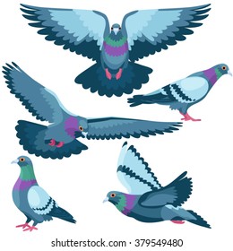 Pigeons on white background / Five pigeons in cartoon style
