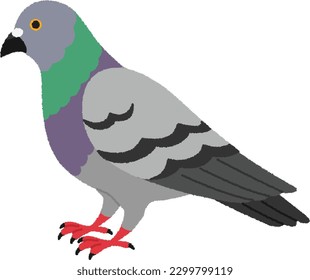 Pigeons are one of the most familiar birds to humans. They come to people to get food at stations and parks.