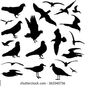Pigeons and seagulls