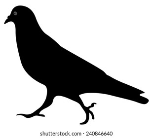 pigeons silhouette, isolated 