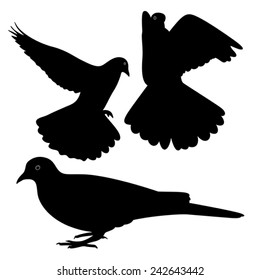 pigeons silhouette, isolated 