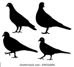 pigeons silhouette isolated