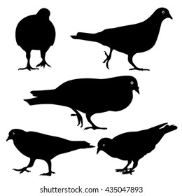 pigeons silhouette, isolated
