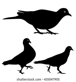 pigeons silhouette, isolated