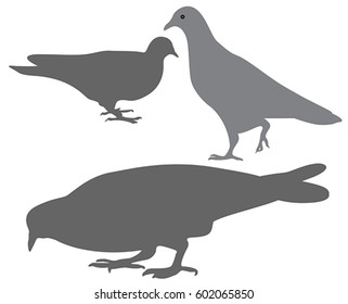 pigeons silhouette isolated