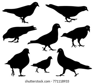 pigeons silhouette isolated