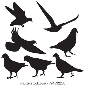 Pigeons silhouette isolated