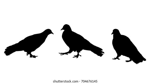 Pigeons silhouette on white background, vector illustration