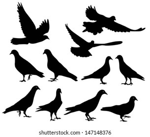 pigeons silhouette, vector