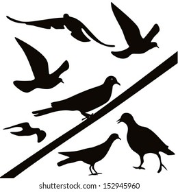 pigeons silhouette, vector 