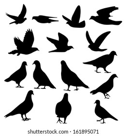 pigeons silhouette, vector 