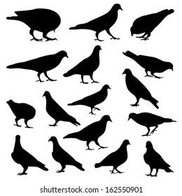 pigeons silhouette, vector 