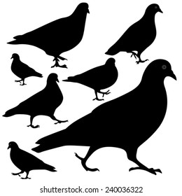 pigeons silhouette, vector 