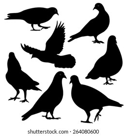 pigeons silhouette, vector 