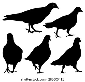 64,974 Pigeon Silhouette Images, Stock Photos & Vectors | Shutterstock