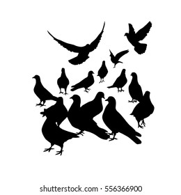 pigeons silhouette. Vector