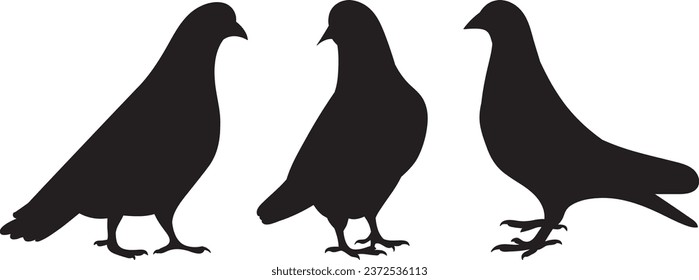 pigeons silhouette, white background, vector