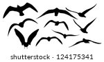 Pigeons vector